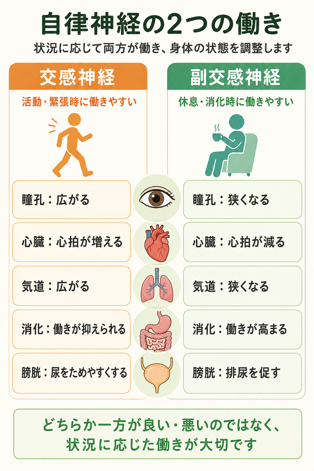 交感神経と副交感神経